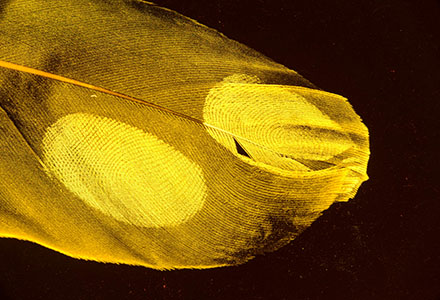 >Nano fluorescent powdered feather by AgileLite