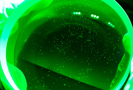 Under collimated green light