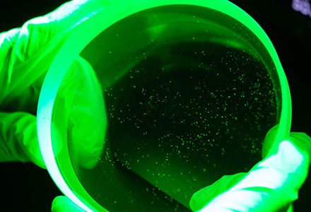 Under collimated green light